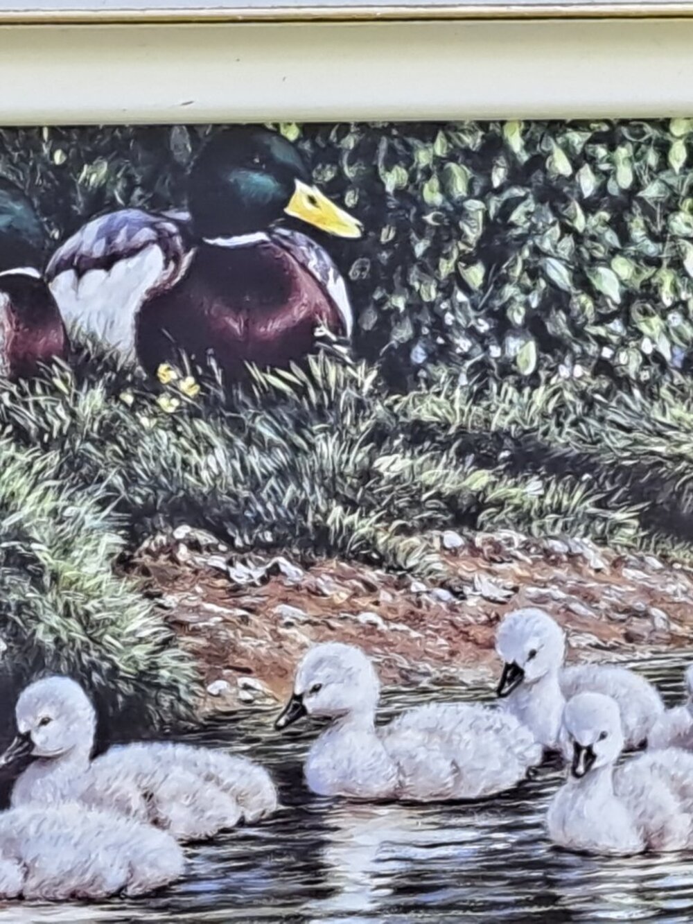 Framed Nature Print Of Ducks - Picture 5 of 11